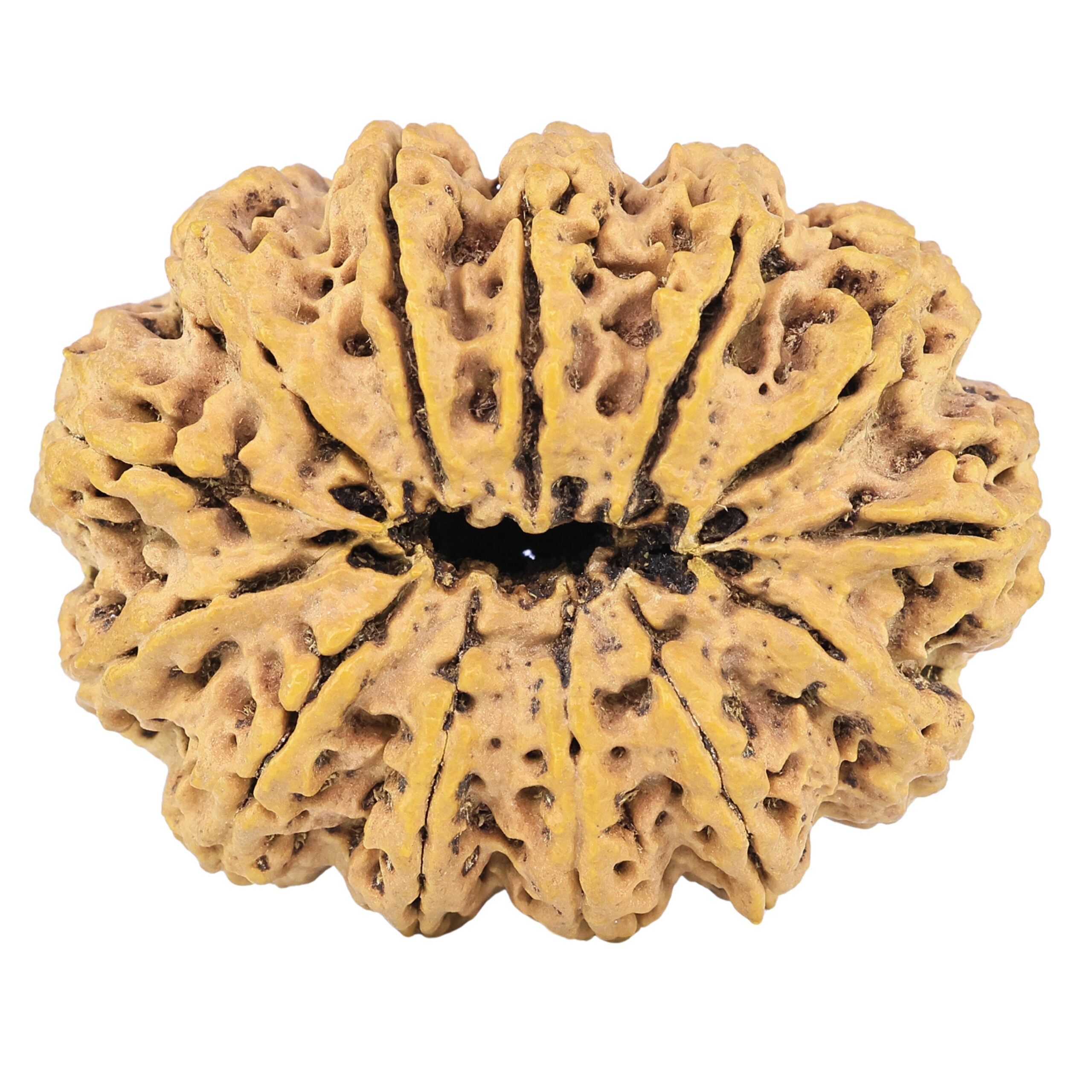 13 Mukhi Rudraksha 41.4mm 13gm - Rudraksha back