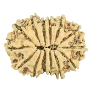 14 Mukhi Rudraksha 28mm 2.79gm - Rudraksha back