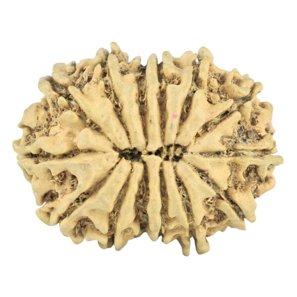 14 Mukhi Rudraksha 28mm 2.79gm - Rudraksha back