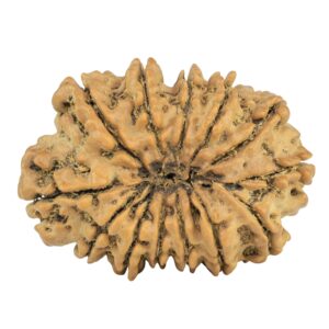 13 Mukhi Rudraksha 31.6mm 5.52gm - Rudraksha back