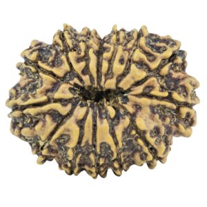 14 Mukhi Rudraksha 26.8mm 3.46gm - Rudraksha back