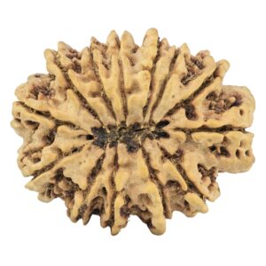 13 Mukhi Rudraksha 35.4mm 8.27gm - Rudraksha back