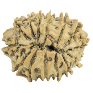 14 Mukhi Rudraksha 24.3mm 2.82gm - Rudraksha back