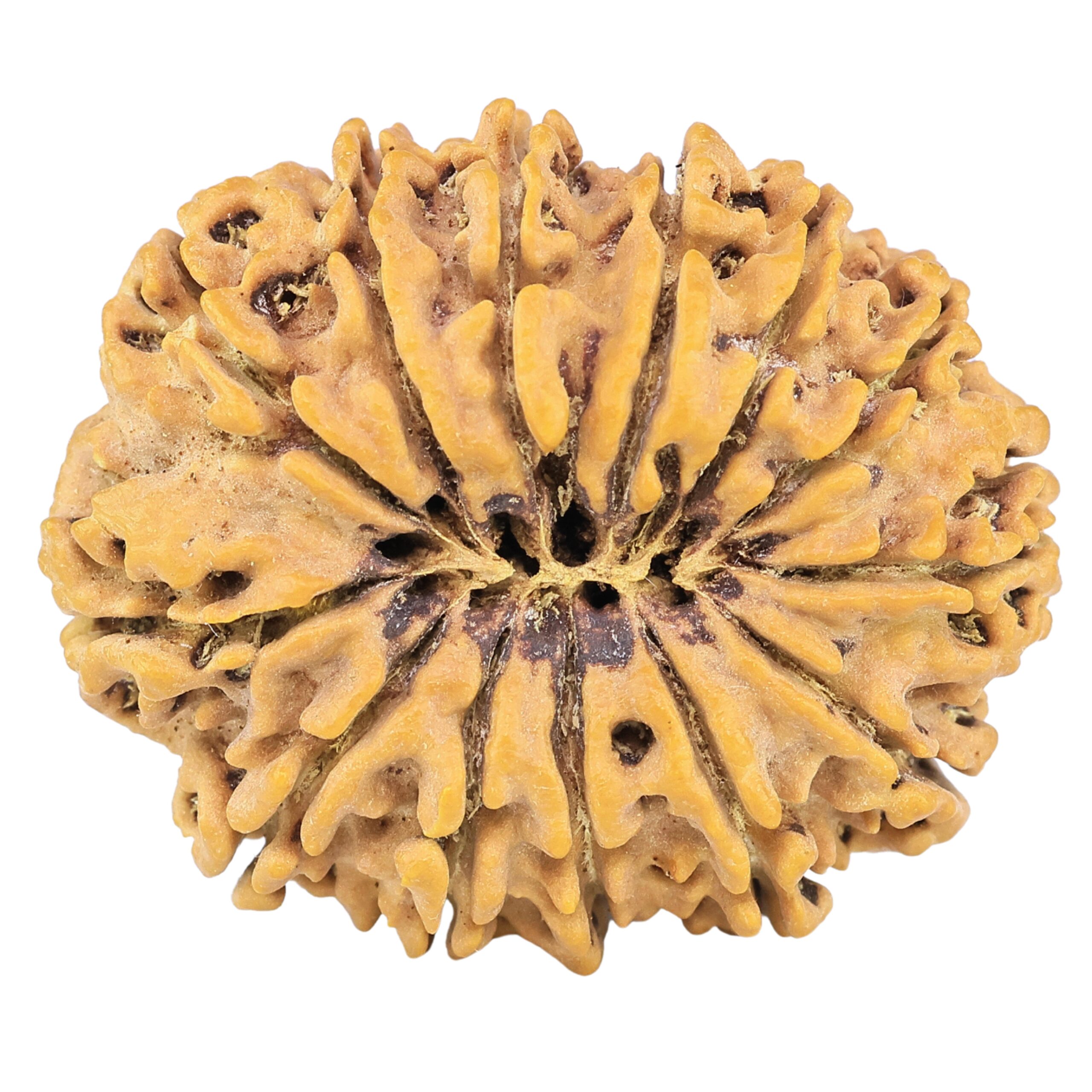 13 Mukhi Rudraksha 31.9mm 6.22gm - Rudraksha back