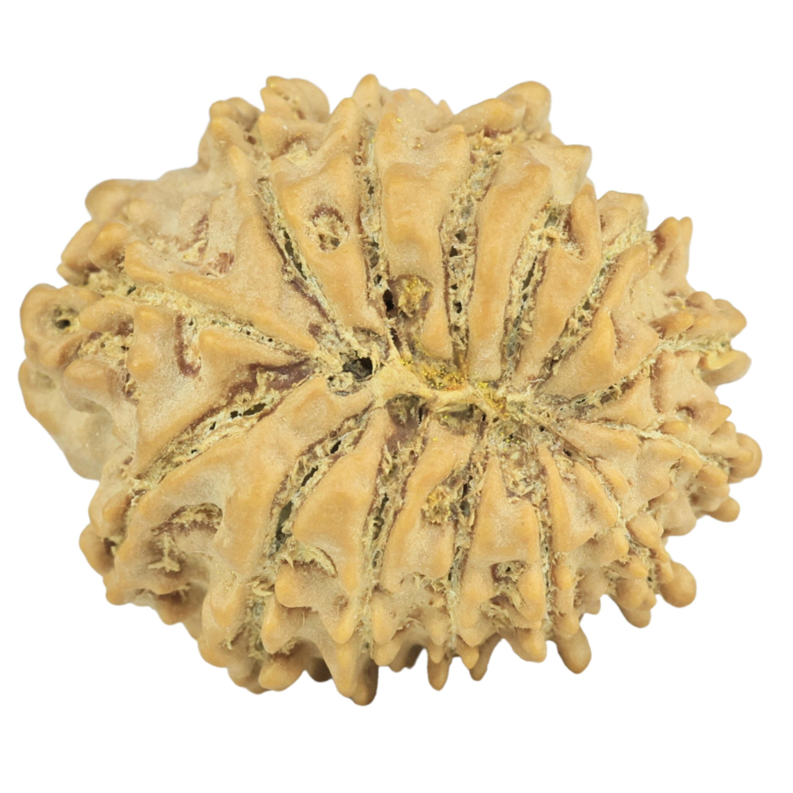 14 Mukhi Rudraksha 22.1mm 2.56gm - Rudraksha back
