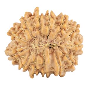 13 Mukhi Rudraksha 22.3mm 3gm - Rudraksha back