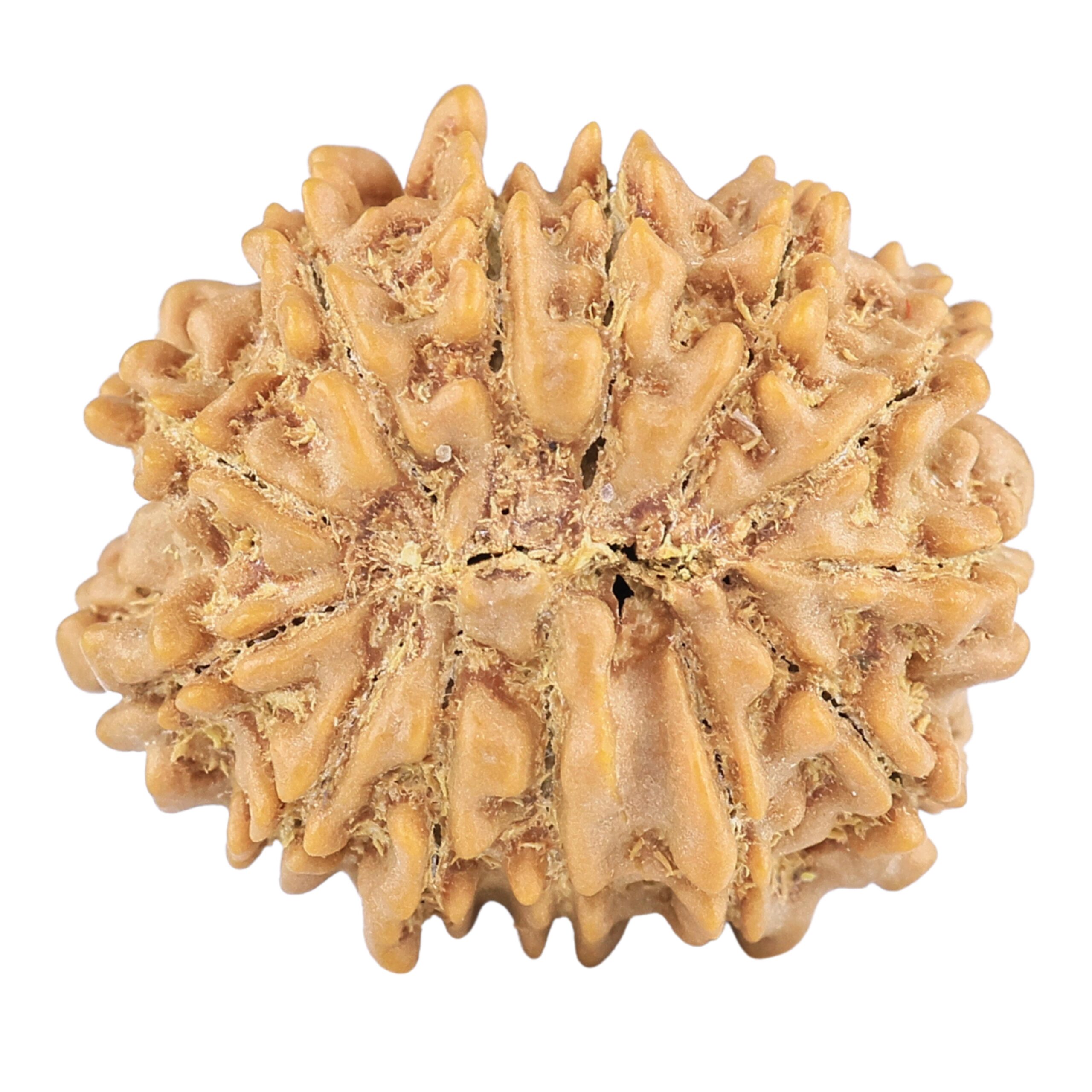 13 Mukhi Rudraksha 22.3mm 3gm - Rudraksha back