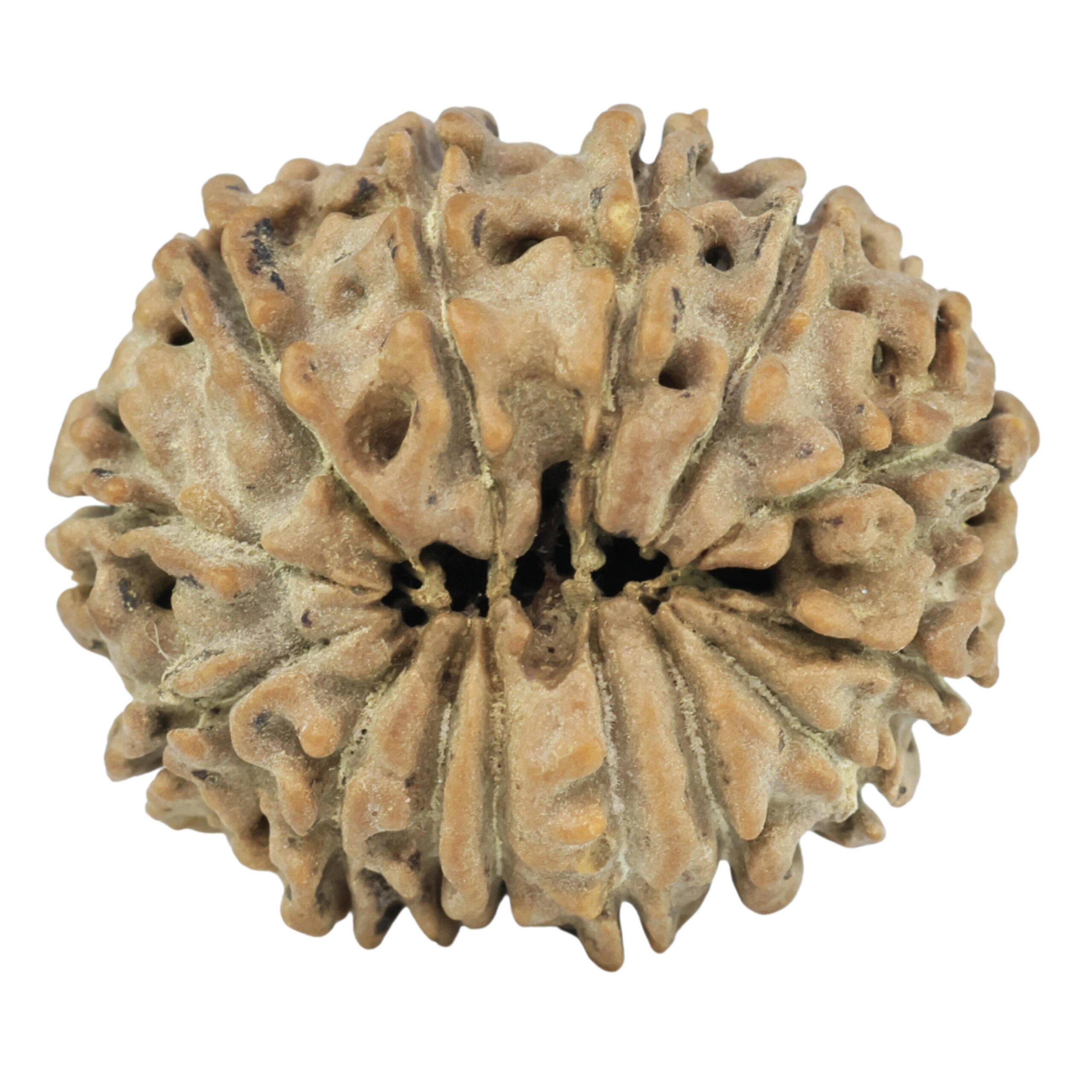 14 Mukhi Rudraksha 22.8mm 2.79gm - Rudraksha back