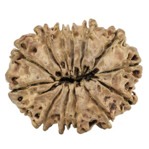 13 Mukhi Rudraksha 28.3mm 3.51gm - Rudraksha back
