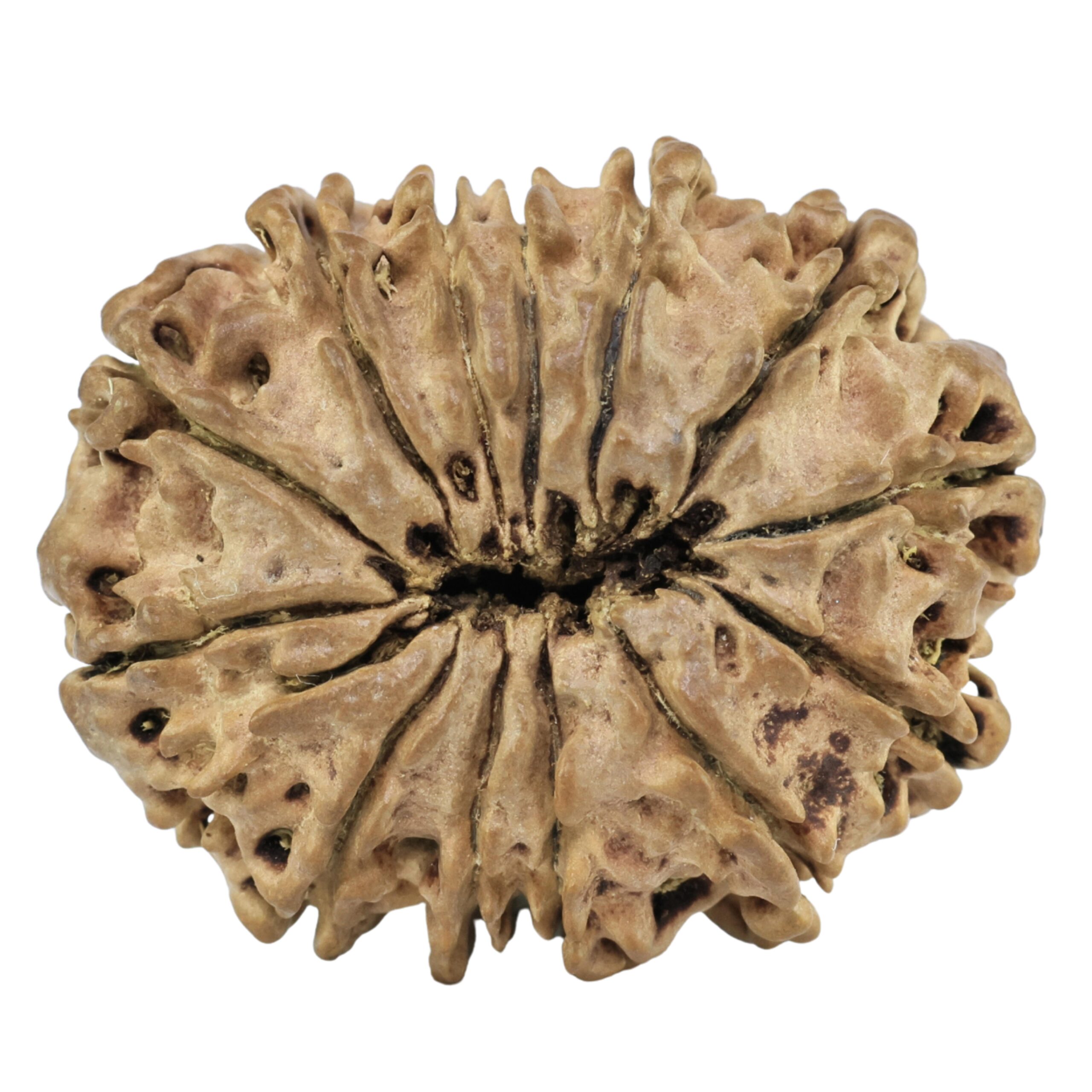13 Mukhi Rudraksha 28.3mm 3.51gm - Rudraksha back