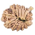 13 Mukhi Ganesh 21.6mm 2.65gm - Rudraksha back