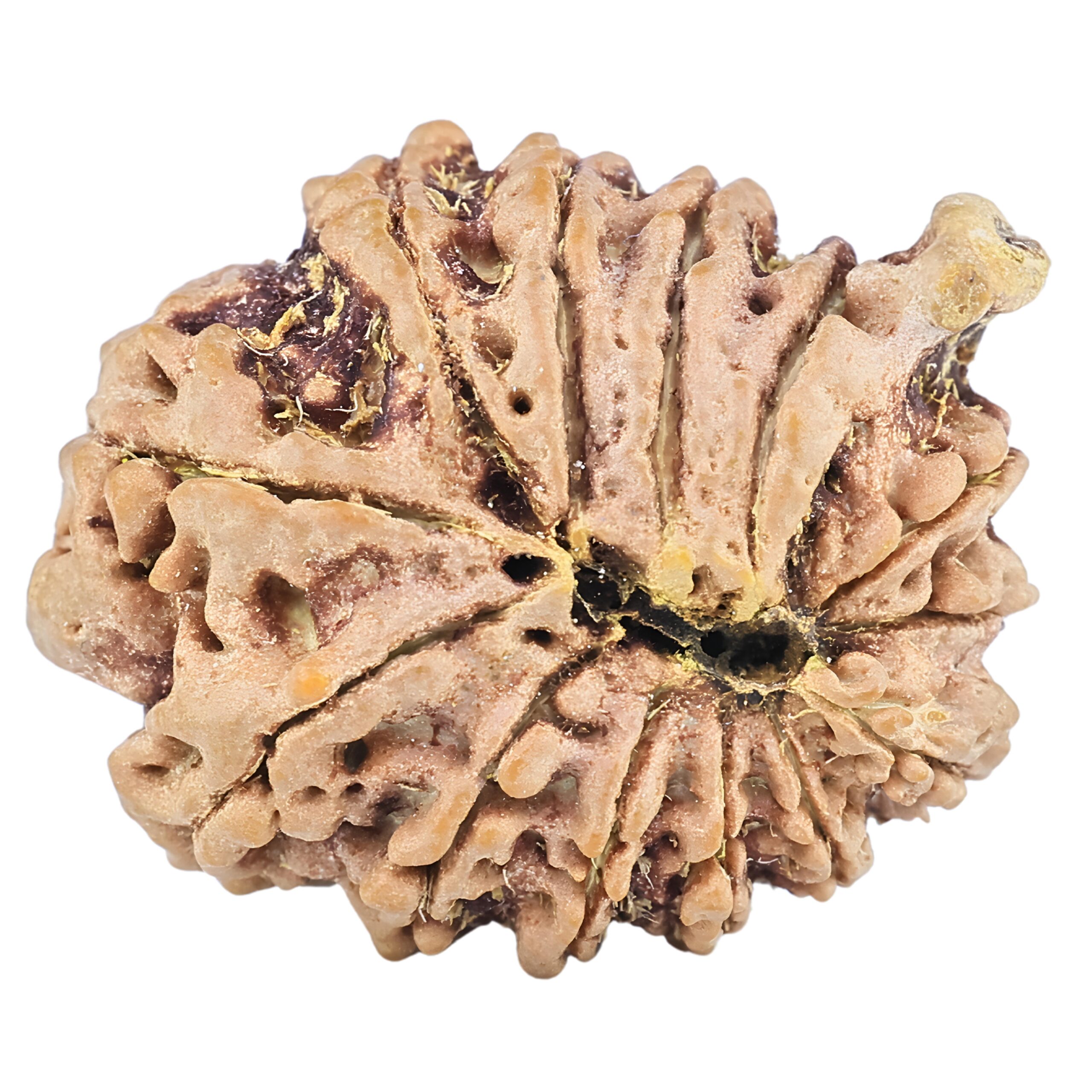 13 Mukhi Ganesh 21.6mm 2.65gm - Rudraksha back