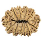 13 Mukhi Rudraksha 30.2mm 4.55gm - Rudraksha back