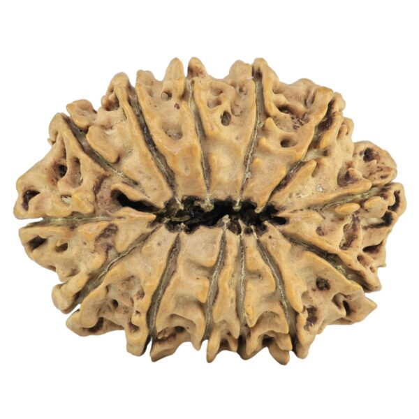 13 Mukhi Rudraksha 30.2mm 4.55gm - Rudraksha back