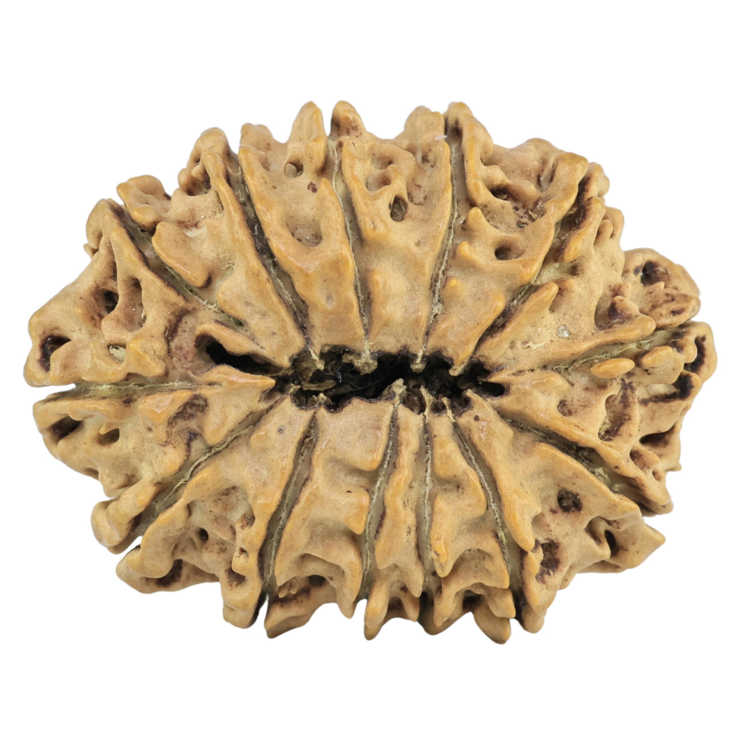 13 Mukhi Rudraksha 30.2mm 4.55gm - Rudraksha back