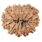 13 Mukhi Rudraksha 30.3mm 6.32gm - Rudraksha back