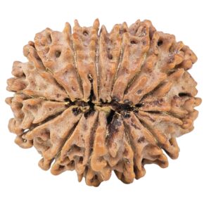 13 Mukhi Rudraksha 30.3mm 6.32gm - Rudraksha back