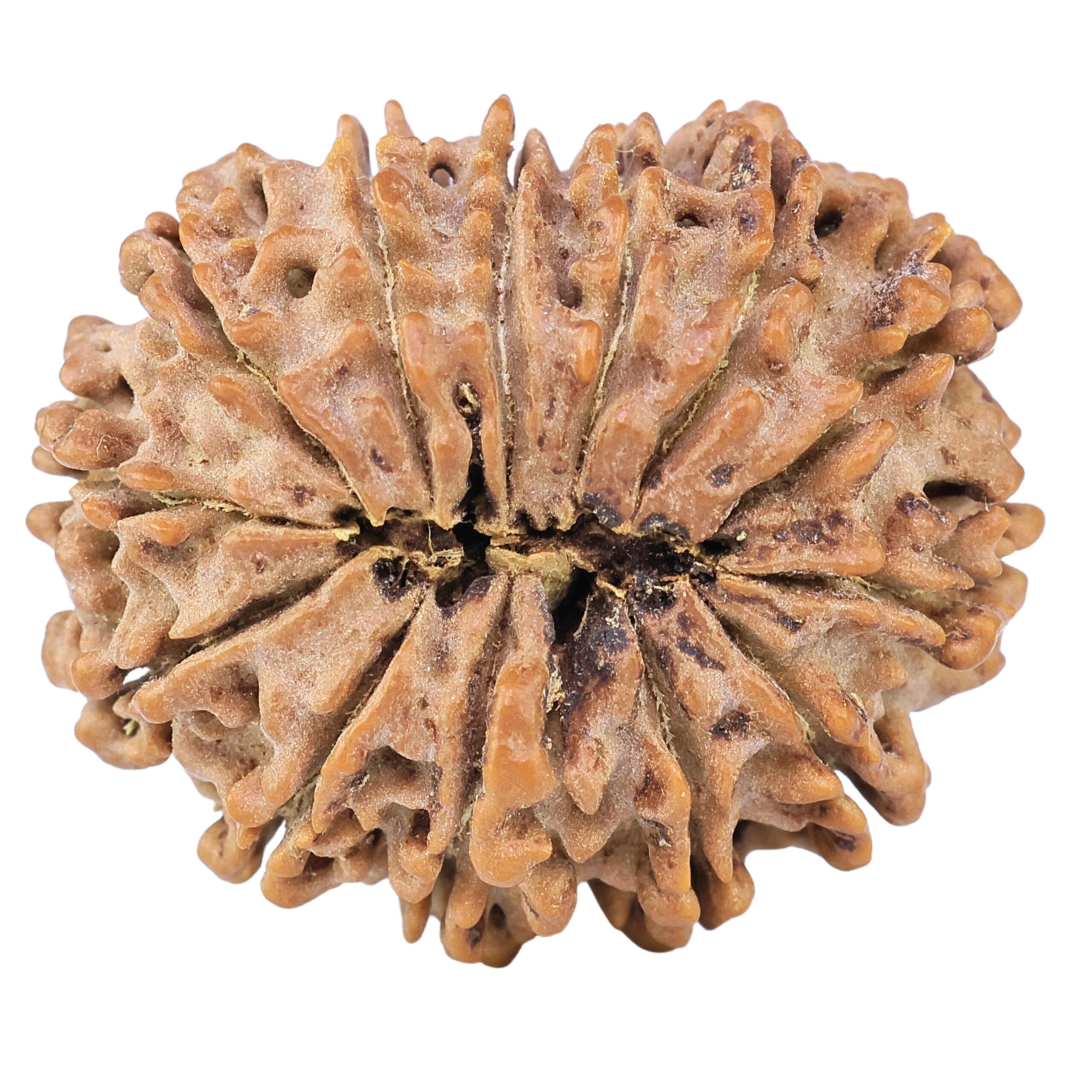 13 Mukhi Rudraksha 30.3mm 6.32gm - Rudraksha back