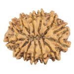 13 Mukhi Rudraksha 32.3mm 7.07gm - Rudraksha back