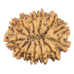 13 Mukhi Rudraksha 32.3mm 7.07gm - Rudraksha back
