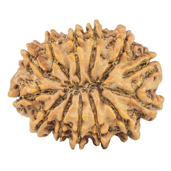 13 Mukhi Rudraksha 32.3mm 7.07gm - Rudraksha back