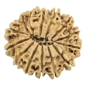 14 Mukhi Rudraksha 25.2mm 2.94gm - Rudraksha back