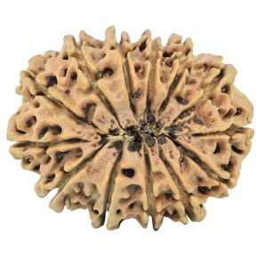 13 Mukhi Rudraksha 34.5mm 5.81gm - Rudraksha back