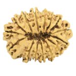 15 Mukhi Rudraksha 30.9mm 4.11gm - Rudraksha back