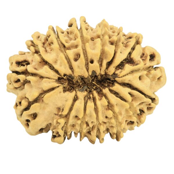 15 Mukhi Rudraksha 30.9mm 4.11gm - Rudraksha back