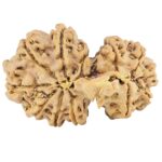 13 Mukhi Gaurishankar 28.9mm 4gm - Rudraksha back