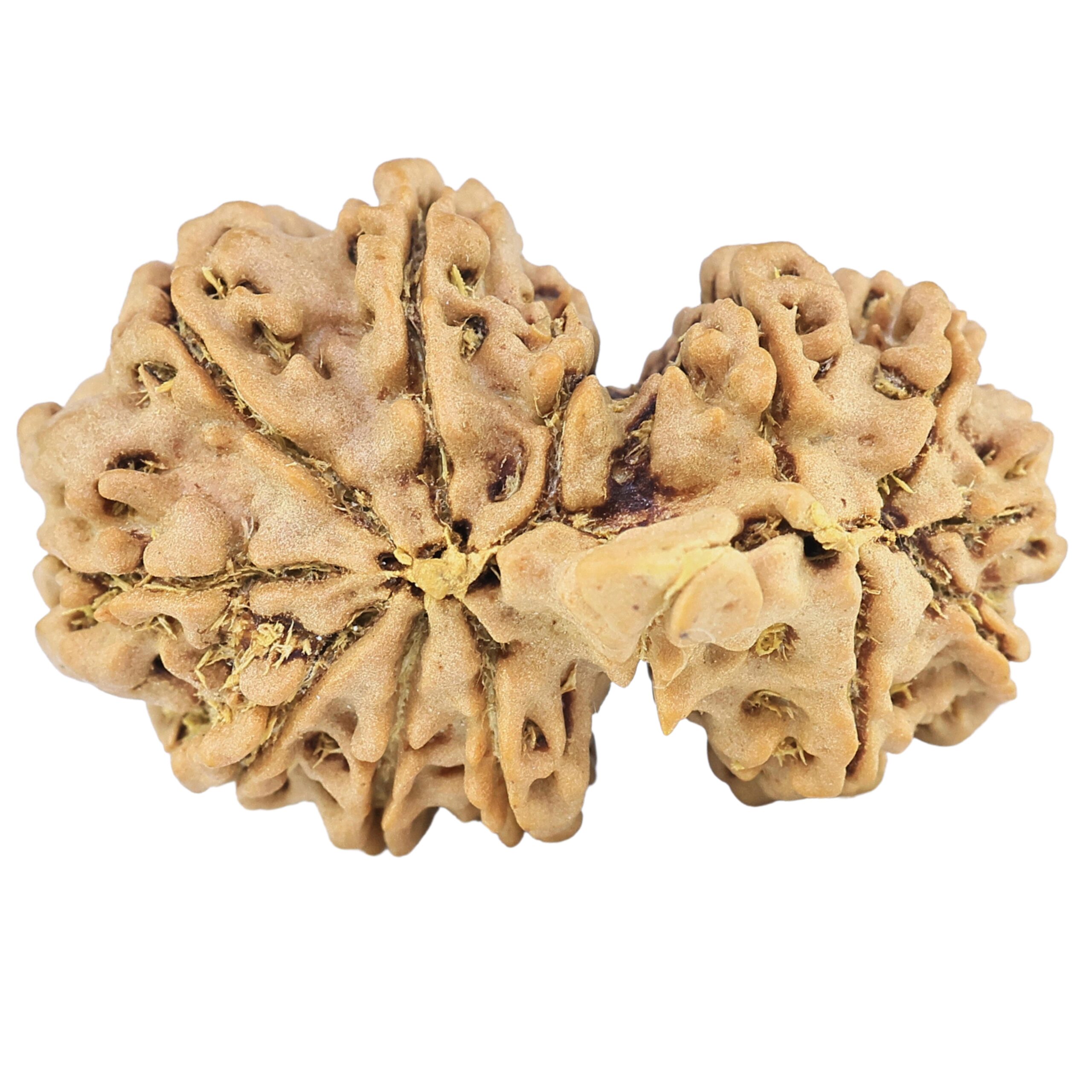 13 Mukhi Gaurishankar 28.9mm 4gm - Rudraksha back