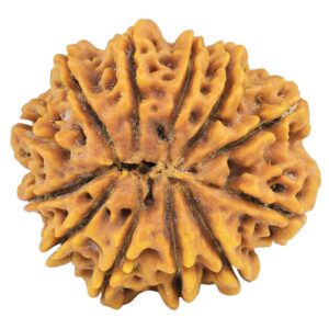 12 Mukhi Rudraksha 30.8mm 7.47gm - Rudraksha back