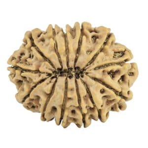 13 Mukhi Rudraksha 27.4mm 3.73gm - Rudraksha back