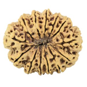 13 Mukhi Rudraksha 34.2mm 7.26gm - Rudraksha back