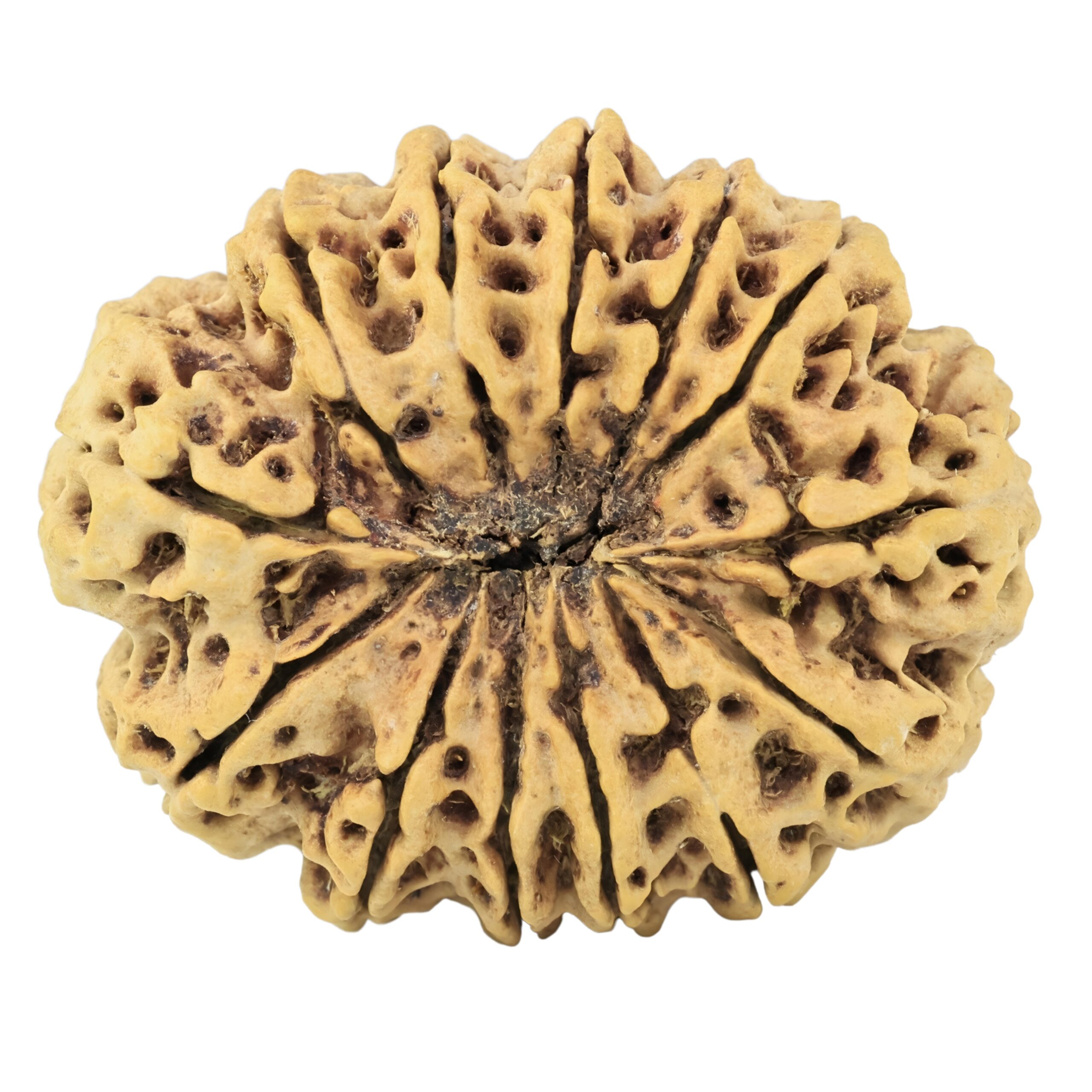13 Mukhi Rudraksha 34.2mm 7.26gm - Rudraksha back