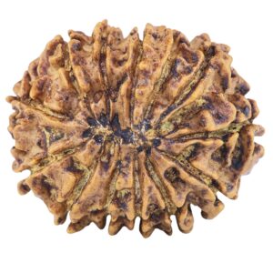 13 Mukhi Rudraksha 23.4mm 2.76gm - Rudraksha back