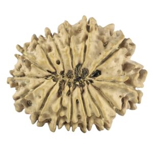 14 Mukhi Rudraksha 26.5mm 3gm - Rudraksha back