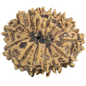 14 Mukhi Rudraksha 25.7mm 3.29gm - Rudraksha back