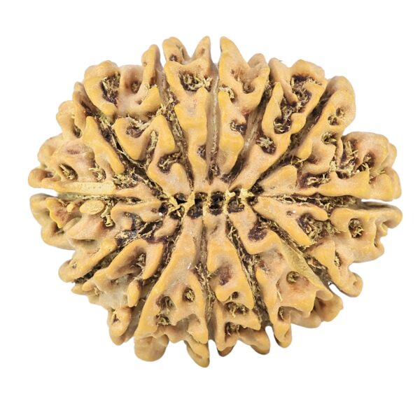 12 Mukhi Rudraksha 27.1mm 4.1gm - Rudraksha back