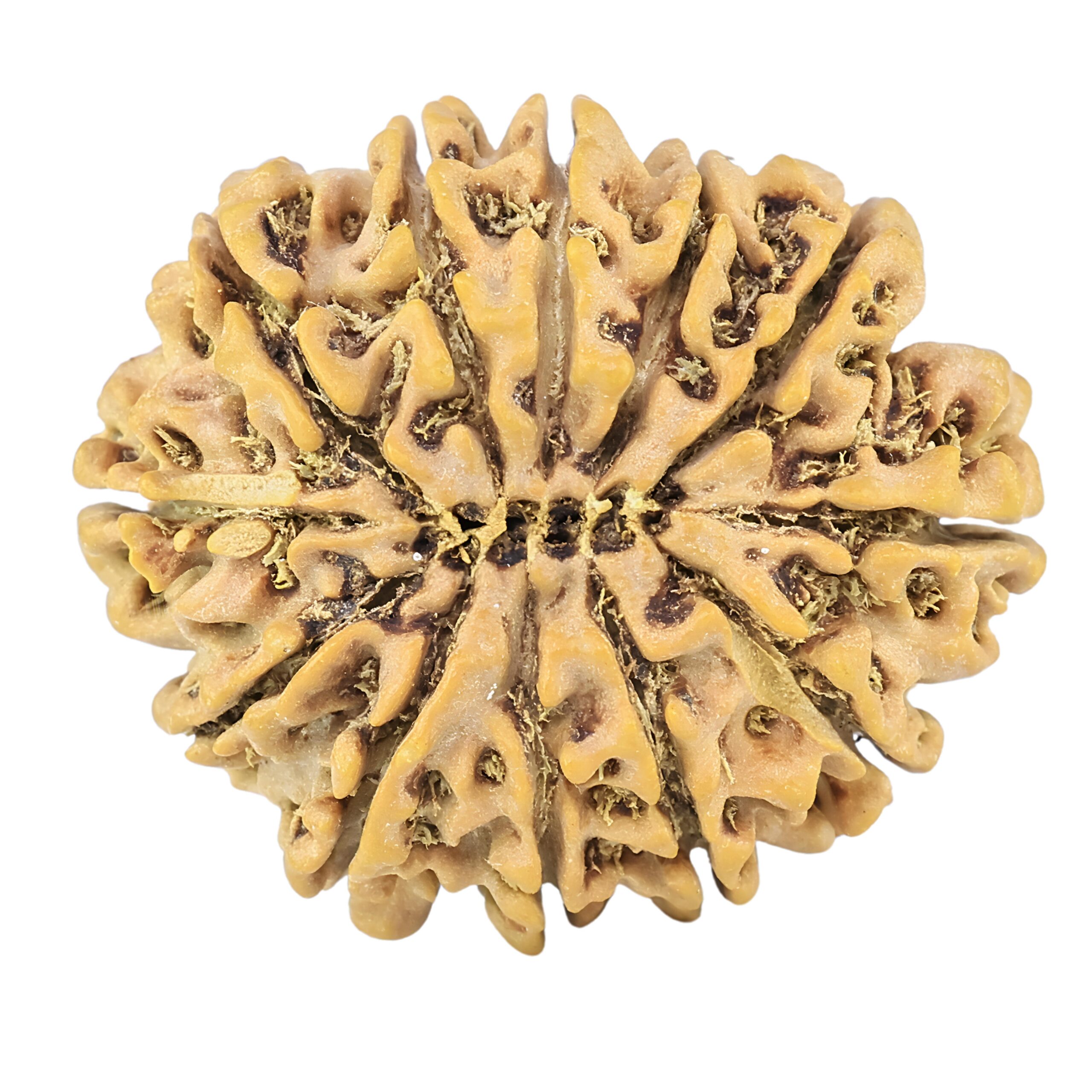 12 Mukhi Rudraksha 27.1mm 4.1gm - Rudraksha back