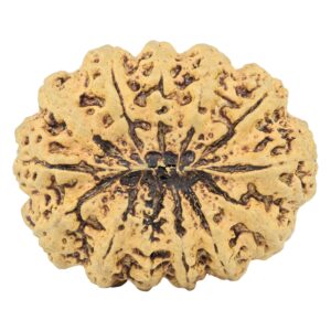 13 Mukhi Rudraksha 34.1mm 6.83gm - Rudraksha back