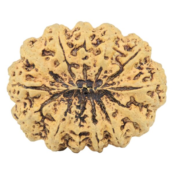 13 Mukhi Rudraksha 34.1mm 6.83gm - Rudraksha back
