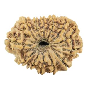 13 Mukhi Rudraksha 29.8mm 4.84gm - Rudraksha back