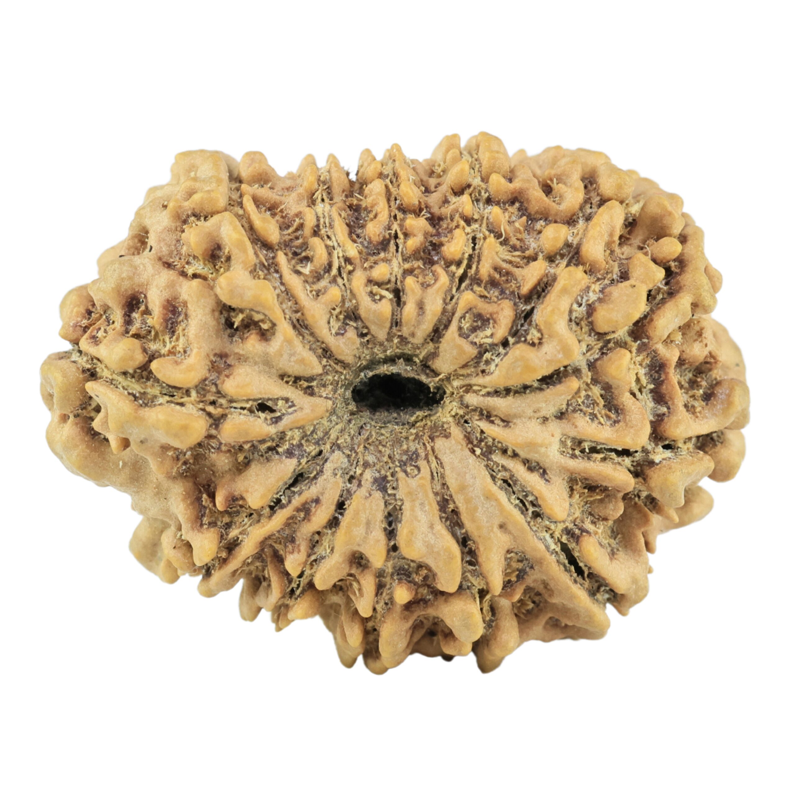 13 Mukhi Rudraksha 29.8mm 4.84gm - Rudraksha back