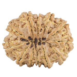 12 Mukhi Rudraksha 29.5mm 5.07gm - Rudraksha back