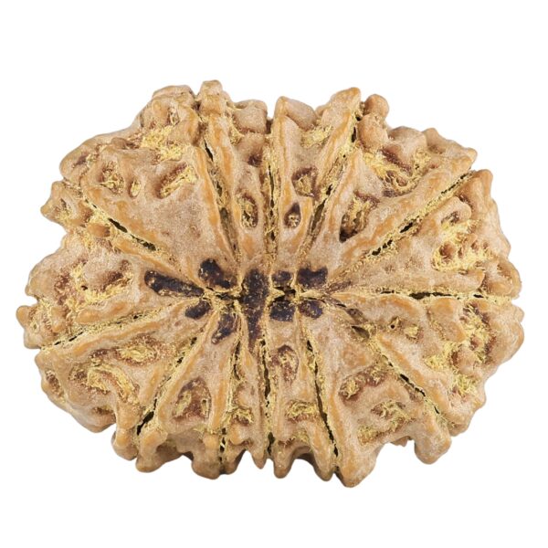 12 Mukhi Rudraksha 29.5mm 5.07gm - Rudraksha back