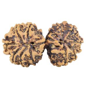 13 Mukhi Gaurishankar 35.7mm 5.64gm - Rudraksha back