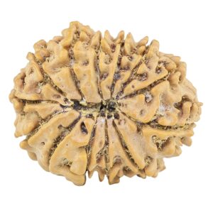 13 Mukhi Rudraksha 22.4mm 2.57gm - Rudraksha back