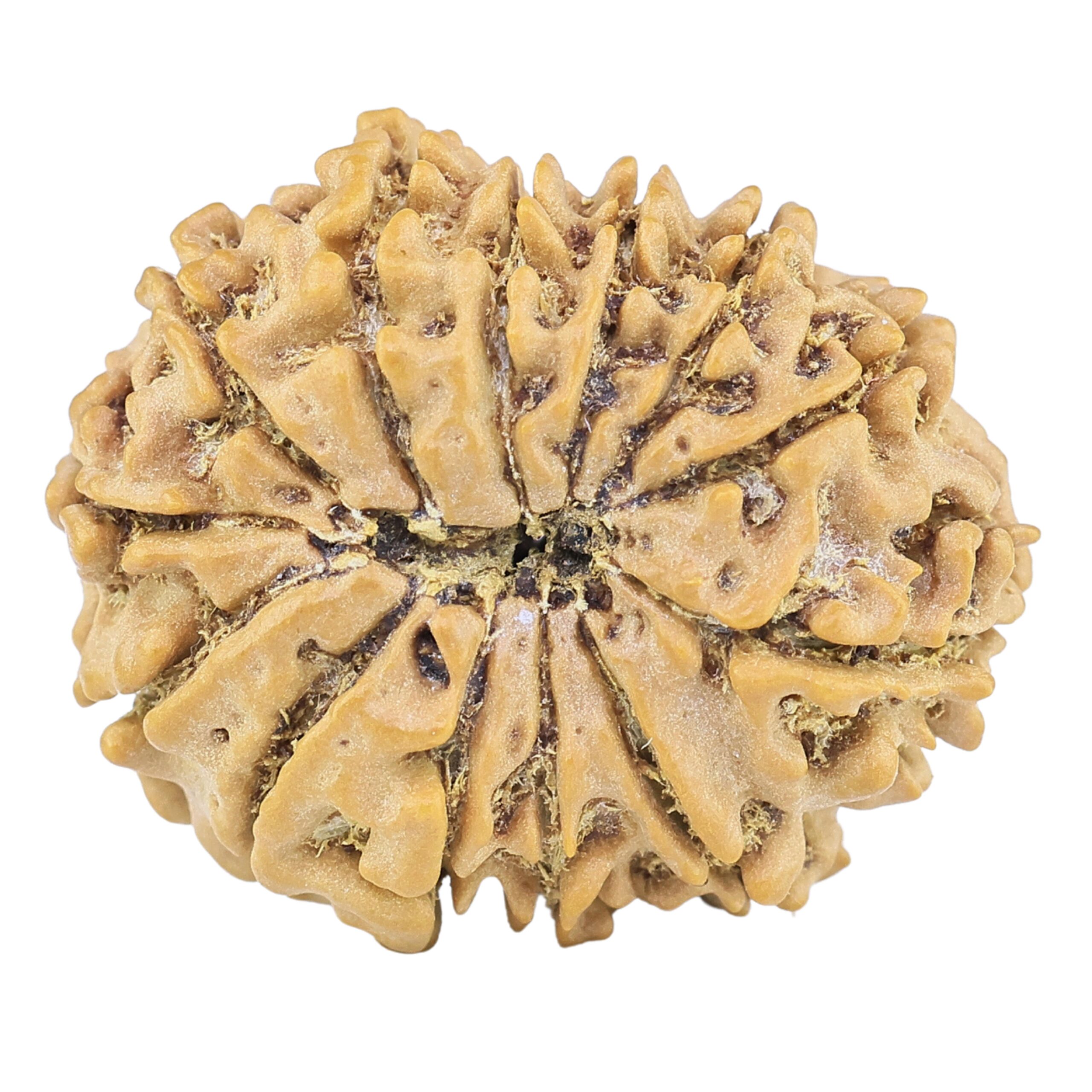 13 Mukhi Rudraksha 22.4mm 2.57gm - Rudraksha back