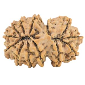 13 Mukhi Gaurishankar 33mm 5.82gm - Rudraksha back